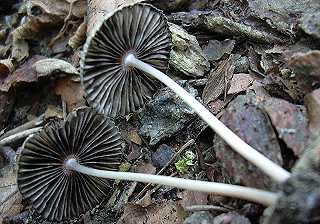 Coprin  tte dore, coprinus auricomus