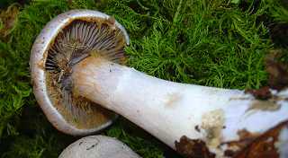 cortinaire blanc-violet, cortinarius alboviolaceus