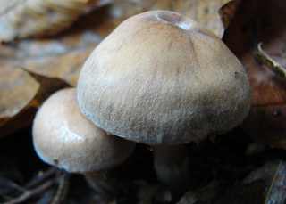 cortinarius causticus, cortinaire caustique