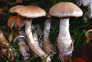 cortinaire farouche, cortinarius torvus