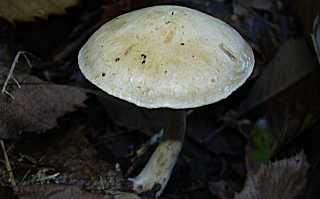 cortinaire ocre et blanc, cortinarius ochroleucus