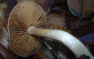 cortinaire ocre et blanc, cortinarius ochroleucus