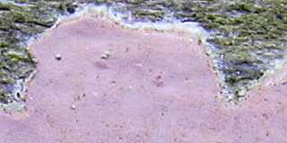 corticie rose, corticium roseum