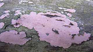 corticie rose, corticium roseum