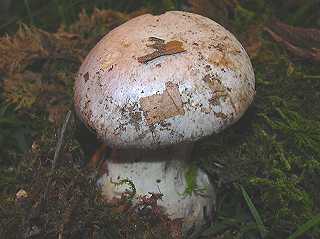cortinaire sale, cortinarius sordescens, cortinarius aprinus