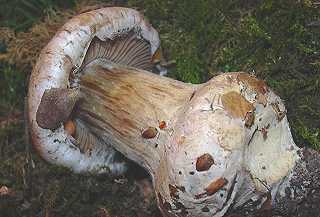 cortinaire sale, cortinarius sordescens, cortinarius aprinus