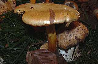 cortinaire  talon, cortinarius talus