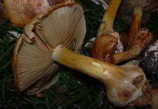 cortinaire  talon, cortinarius talus