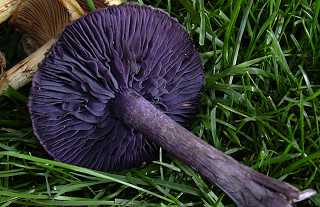 cortinaire violet, cortinarius violaceus
