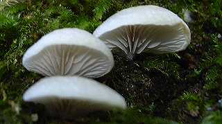 crpidote aplani, crepidotus applanatus