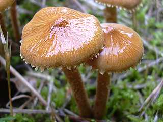 cystoderme furfurac, cystoderma amianthinum