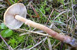 cystoderme furfurac, cystoderma amianthinum