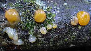 dacrymycte  spores variables, dacrymyces variisporus