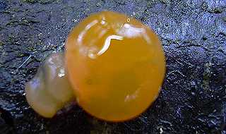dacrymycte  spores variables, dacrymyces variisporus