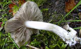 entolome d'avril, entoloma aprile
