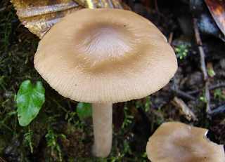 entolome gris et rose, entoloma rhodopolium