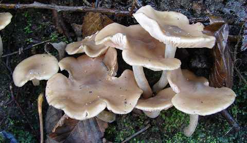 entolome gris et rose, entoloma rhodopolium