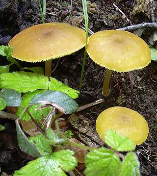 entolome jaune, entoloma icterinum