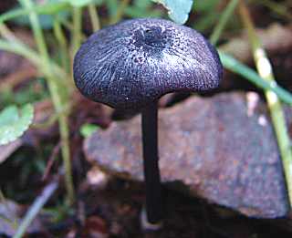 entolome de Mougeot, entoloma mougeotii