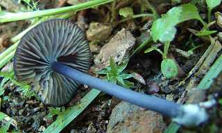 entolome de Mougeot, entoloma mougeotii