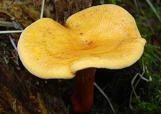 clitocybe orangé, hygrophoropsis aurantiaca