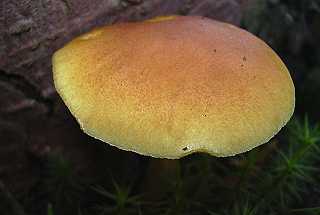 flammule, gymnopile pntrant, gymnopilus penetrans