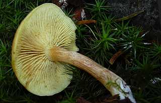 flammule, gymnopile pntrant, gymnopilus penetrans