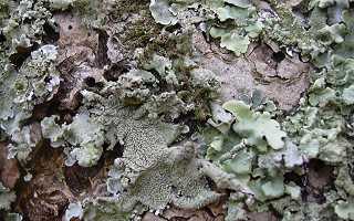 Flavoparmelia caperata