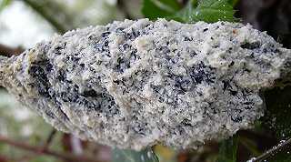 fleur de tan cendre, fuligo gris, fuligo cinerea