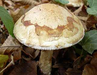 hblome radicant, hebeloma radicosum