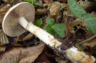 hblome radicant, hebeloma radicosum