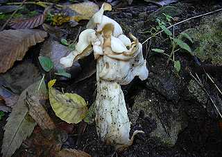 helvelle crpue, helvella crispa