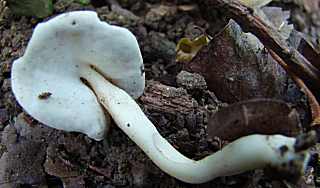 helvelle lastique, helvella elastica