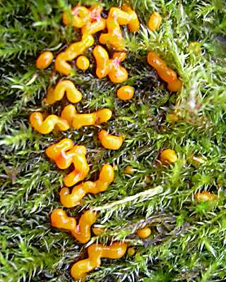 hmitrichie mrule, hemitrichia serpula