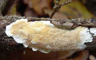 hydne ocr, steccherinum ochraceum