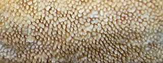hydne ocr, steccherinum ochraceum