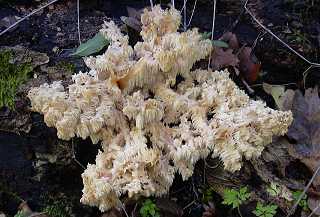 hydne rameux, hericium clathroides