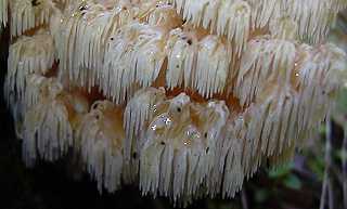 hydne rameux, hericium clathroides
