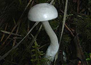 hygrophore  odeur de chenille, hygrophorus cossus