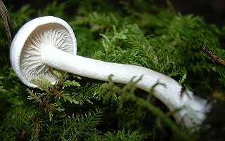 hygrophore  odeur de chenille, hygrophorus cossus