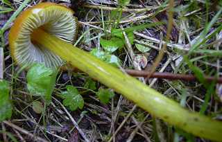 hygrophore conique var. verdtre,  hygrocybe conica var. chloroides