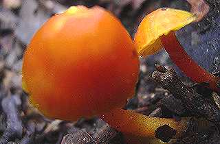 hygrophore insipide, hygrocybe insipida