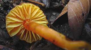 hygrophore insipide, hygrocybe insipida