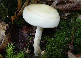 hygrophore  centre jaunissant, hygrophorus discoxhantus
