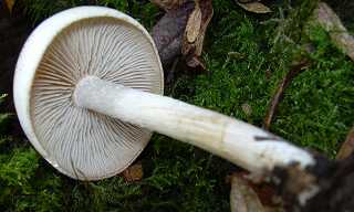 hygrophore  centre jaunissant, hygrophorus discoxhantus