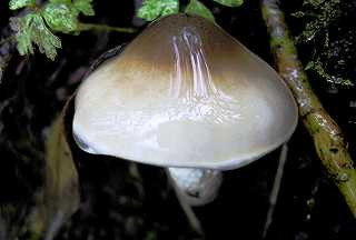 hygrophore de Lindtner, hygrophorus lindtneri