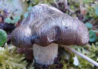 hygrophore de Mars, hygrophorus marzuolus