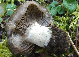 hygrophore de Mars, hygrophorus marzuolus