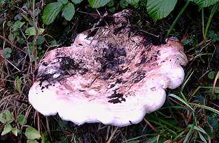 hygrophore russule, hygrophorus russula