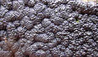 hypoxylon multiforme, hypoxylon multiforme